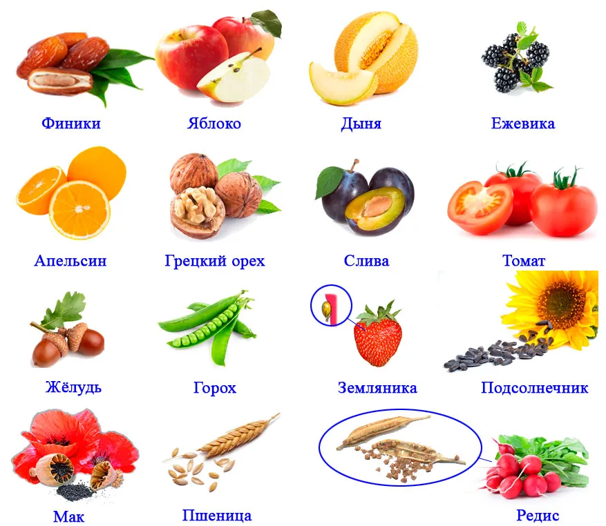 Пасечник 6, параграф 13