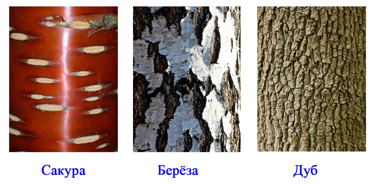 Пасечник 6, параграф 9