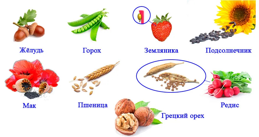 Пасечник 6, параграф 13