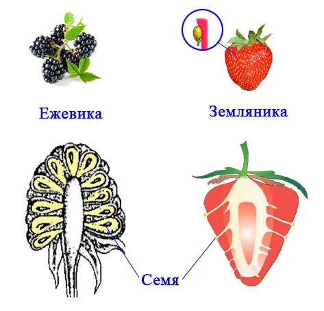 Пасечник 6, параграф 13