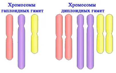 Пасечник 6, параграф 21, рисунок 1